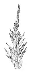 Wijkia extenuata var. caudata, branch detail. Drawn from A.J. Fife 10921, CHR 570073.
 Image: R.C. Wagstaff © Landcare Research 2016 